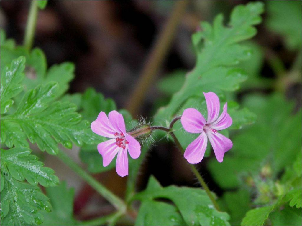 Geranium purpureum